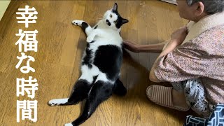 高齢者と保護猫　猫とスキンシップ