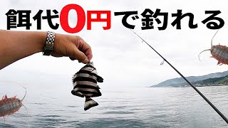 餌代０円で釣れる！こちら！フナムシ最強【淡路島釣り】