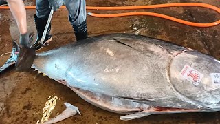 Unparalleled Superb Cutting Skill for 415kg Super-Giant Bluefin Tuna