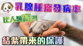 狗隻的乳腺腫瘤  | 發病率比人類更高!? | 結紮帶來的保護!