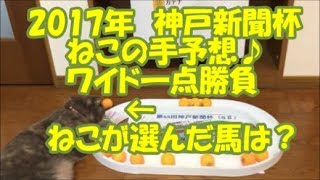 神戸新聞杯　ワイド一点勝負！ねこの手予想！