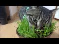 猫草を食べる猫