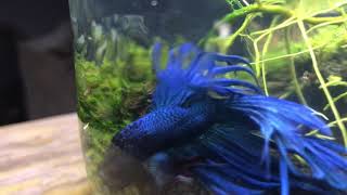 Crown tail Siamese fighting fish (Betta splendens), ปลากัด pla-kad biting fish