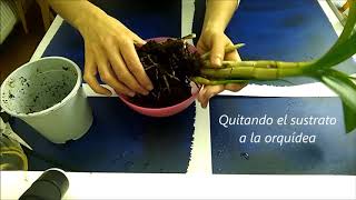 Pasando orquídea dendrobium phalaenopsis enferma a cultivo en agua(2018)