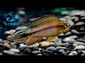 8 25【dc短鯛坊】b阿蓮卡阿卡西短鯛 no.j11【dwarfcichlids】@dcasfish