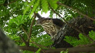 20180911 台南公園鳳頭蒼鷹獵食老鼠 1