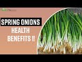 Top 5 Health Benefits Of Spring Onions: Weight Loss | Prevent Cancer | Digestion | Healthy Vision