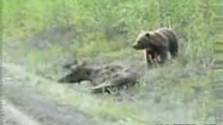 BEAR EATS A MOOSE ALIVE !