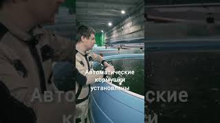 Бизнес который приносит радость. Выращивание рыбы в УЗВ.