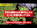 水槽を蘇らせる！アオミドロ駆除の6つの秘訣を公開！厄介なコケに悩む初心者さんへ アクアリウム 熱帯魚 【ビバアクア】