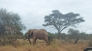 Big Tusker seen বড় দাঁতাল দেখলাম