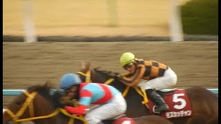 競馬2018京都記念/クリンチャー　重馬場の鬼誕生か？(2018.02.11)