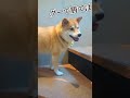 階段でグリコやってた 柴犬スティーブ shorts