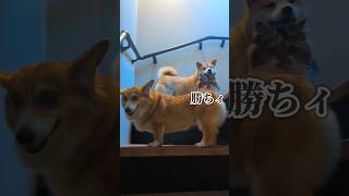 階段でグリコやってた #柴犬スティーブ #shorts