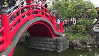 2016 04 24 亀戸天神社 藤まつり