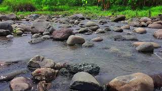 Nature Meditation | The Sound of a Flowing River in the Silence of the Forest