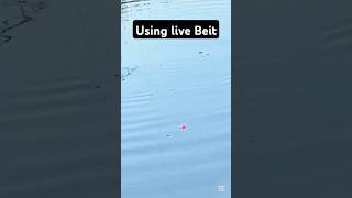 Using live beit #fishinglife #fishtank #fisherman #fishvideo #river #aquarium #catfish #fish #craft