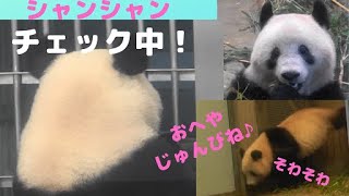 2020/1/28シャンシャンきっとおやつだけじゃない! 飼育員さんをチェック 午後編 上野動物園