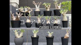 【CAUDEX LIFE#28】コーデックスの夏