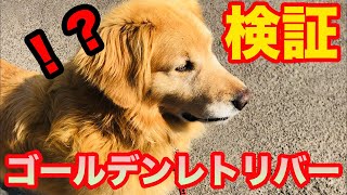 【検証】ゴールデンレトリバーのいる暮らし〜愛犬は変装した飼い主に気付くのか！？〜