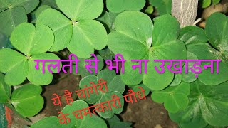 Indian Sorrel / Changeri plants Ayurvedic benefits