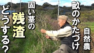 【自然農】硬い茎の「残渣」どう片付ける？　2024年12月18日【natural farming】