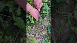 The process of digging coriander with an iron hook