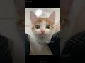 cat mycatchannel funnyanimal ytcat kitty pets