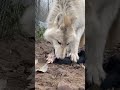 Полярная волчица МОРОШКА greywolf arcticwolf wolf полярныйволк