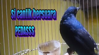 BURUNG CUCAK BIRU GACOR