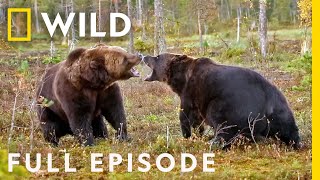 Enemy Within: The Battle for Survival ( Episode) | Animal Fight Night