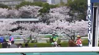 レッドロンメル　in 阪神競馬場　at  2014.04.05