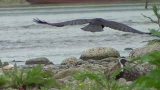 G0071　大分川　ムナグロ　モン（ハシボソガラス）Oita River　Golden Plover　Mon (Wild Carrion Crow)