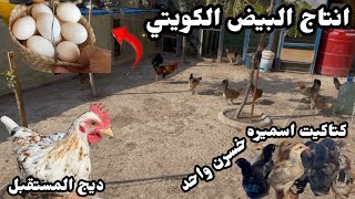 كتاكيت🐣اسميره🐔مات واحد🥹فحصت البيض🥚ونصدمت😱