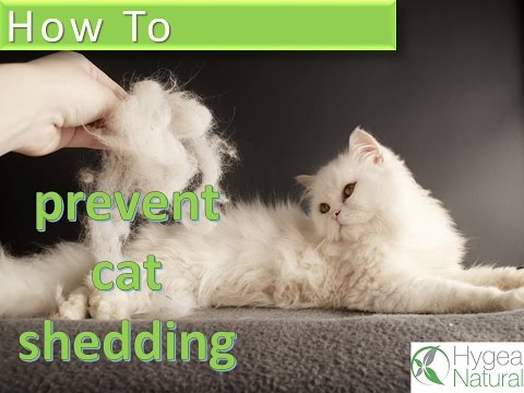 How to Prevent Cat Shedding How to Prevent Cat Shedding