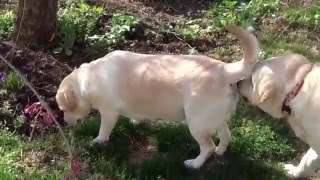 草取り犬さんの投稿 ポチたま！ペット動画コレクション