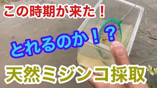 (メダカ)この時期がきたミジンコ採取