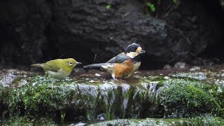 山中湖 大洞の泉のメジロとヤマガラの水浴び　その４（4K60P動画）