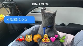 캠코더 Vlog / 고양이랑 자동차로 드라이브😻🚗😽본가에 다녀왔어요 (회사 패밀리데이, 대전 온천집, 성심당, 대전 신세계)