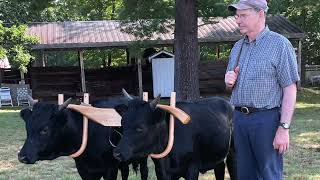 Training a pair of Kerry steers (young oxen)