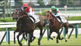 2歳新馬　芝2000m (右 B) 　ショウナンラプンタ　牡2　55.0　鮫島克駿 　2023.9.24　　出走馬：サトノシュトラーセ、シュヴェルトリリエ、ゴーディアンノット、リチャードバローズ他