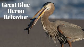 Great Blue Herons Exposed: Understanding their Behavior in Depth