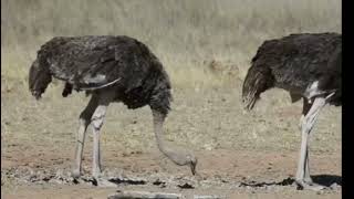 दुनिया के सबसे बड़े पक्षी का जीवन: शुतुरमुर्ग का संघर्ष, आशा और प्रेरणा#ostrich#facts#reels#youtube