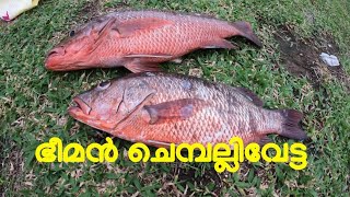 ഭീമൻ ചെബല്ലി || ഇത്രേം വലിയ ചെമ്പല്ലിയൊ || Mangrove red snapper || Chemballi pidutham #redsnapper