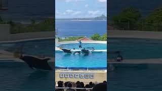 イルカショーがなんと無料！？オキちゃん劇場。最高です、美ら海水族館。