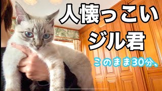 飼い主の片手に乗ったまま寝そうな猫が可愛い過ぎました 「ジルベール成長記」