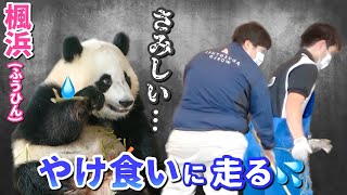 【パンダアイドル楓浜】ナカしゃんも王子もいない💦寂しくって食に暴走中🐼