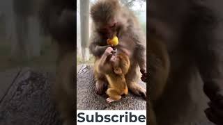 😁Try Not To Laugh watching cute and funny animals 😁 Copycats😁 #shorts 1