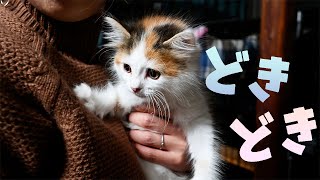 メインクーンとラグドールに新たな妹、サイベリアンの子猫をお迎えしました。先住猫達の反応は？？