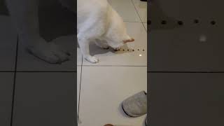 will white Shiba inu eat one by one?🤣 dog cute moment 白柴犬寶寶總是不按我的劇本演 想讓他一直線慢慢吃 計畫失敗